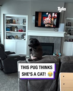 I am convinced this is a cat in a pug costume 😅🐶 | Tyla