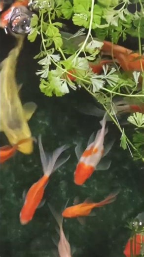 El secreto para avivar los colores de nuestros #peces es una buena alimentación #fish #fishtank