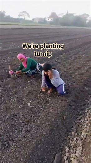 planting turnip#farming #provincelife