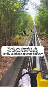 Mountain Coaster Bear Encounter: Close Call on Gatlinburg Ride