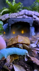 23K views · 109 reactions | Spooky season is in full swing!️️Decorate your specialty pet’s home and save 20% on all Halloween products now thru 10/31! PLUS earn 7500 points (that’s $15 in savings!) when you spend $50+ on reptile products thru 10/27! Offers valid in stores and online with Treats Rewards. Terms & exclusions apply. | PetSmart | Facebook