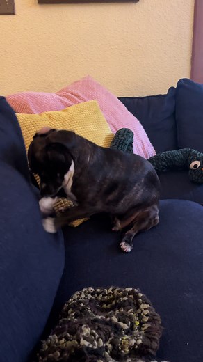 Dachshund Rescue Stories with The Chair Company
