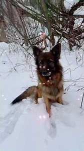 Frost-biting Day on the Farm 🐈🐐🐺😘❤️🏂❄️ Barnyard roll call