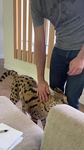 3.1M views · 310K reactions | Purring machine!! | Chloe the Serval | Facebook
