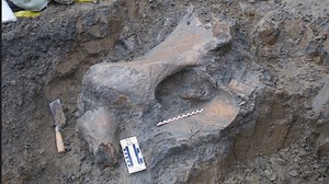 OSU anthropology professor says mammoth could have been 14 to 20 feet tall