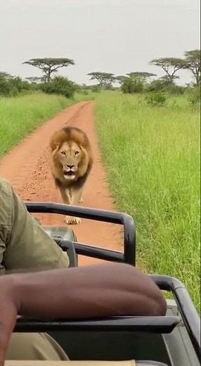 Unbelievable Lion Encounter! 🦁 Close-up Roar from a Safari Jeep