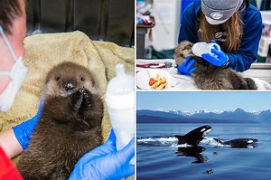 Baby otter survives orca attack in Alaska