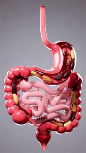 Food Digestion Process 3d Animation.