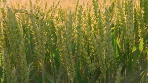ears green wheat, summer field, rich harvest of bread, grain import, export, stock exchange, grain trading, Grains Futures Prices, power nature and bounty land, genetic food Stock Video