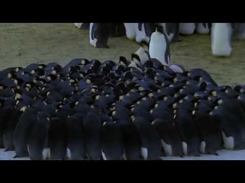 BBC’s Planet Earth: Ice Worlds - Male Emperor Penguins Huddling