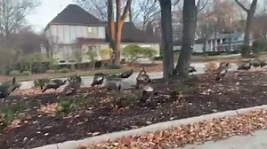 19K views · 369 reactions | The turkeys are taking over in Karen Drew TV’s neighborhood. 旅 | WDIV Local 4 / ClickOnDetroit | Facebook