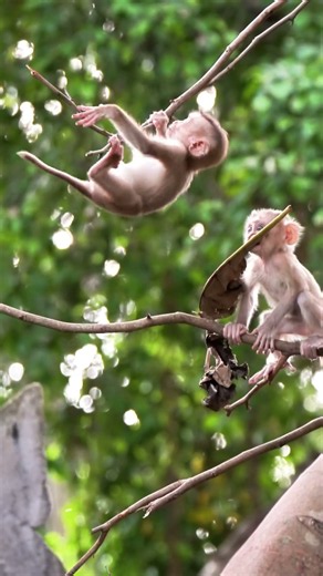 Best Friends STEELY and MELANY Climb and Play Together #cute #animallife #babymonkey #animals