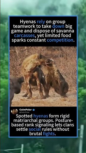 🐆 Spotted Hyena Matriarchal Clan Rank Interaction#SpottedHyenaMatriarchSociety#wildlifeentertainment