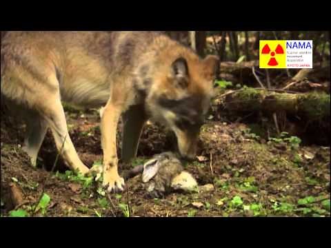 動物達のチェルノブイリ／ Животные Чернобыля