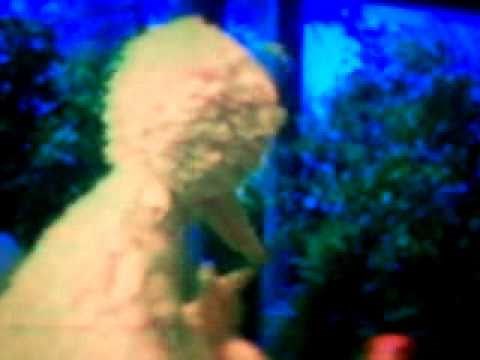 Sesame Street: Hans the Ugly Duckling [Episode Number 3436] part 3