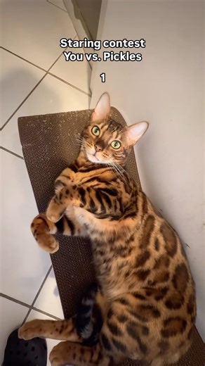 QUICK Pickles the Bengal Cat challenges you to a Staring Contest! 😸 👀 #bengalcat #staringcontest