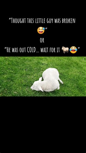 Van Tails UK on TikTok