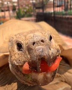 I want to be friends with Tiptoe, the 175 pound tortoise! Thanks to: tiktok.com/@caitlindorann | BuzzFeed