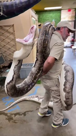 Snake Guy: Behind the Scenes of Snake Videos TikTok