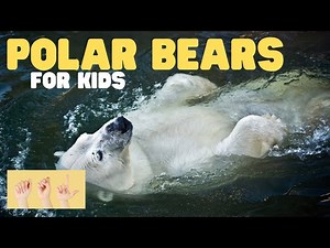 ASL Polar Bears for Kids - Videos For Kids