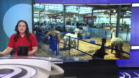 Spect-alpaca-lar alpacas show off at the Fairgrounds