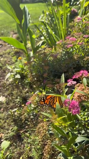 This is the most precious monarch butterfly release and will really touch your heart! Thank you Sara Noelle Chybinski Murray for sharing with us! | Butterfly Lady