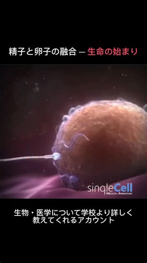 生物|医学|健康の記録 on Instagram: "精子と卵子が融合すると、「接合子（zygote）」と呼ばれる細胞が形成されます。 この細胞は二倍体（diploid）であり、両親それぞれから受け継いだ染色体を一組ずつ持っています。 人間の場合、精子と卵子はそれぞれ23本の染色体を持つ半数体です。 受精によってそれらが合わさり、合計46本の染色体を持つ一つの細胞になります。 これが新しい個体発生の出発点です。 二倍体細胞が形成された時点で、遺伝情報の基本的な設計図はすでに揃っています。 ただし「すべての発達が完全に決定される」というよりも、 遺伝子発現はその後の細胞分裂や環境要因との相互作用によって段階的に調節されます。 つまり、 受精の瞬間に遺伝的な枠組みは確立されますが、 発生は固定されたプログラムではなく、 遺伝子と環境の相互作用によって進行する動的なプロセスです。"