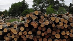 Logging wood mill in Northern Michigan with piles of logs stacked up for lumber production