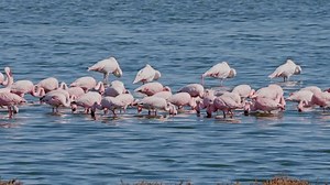 Lesser Flamingo and Greater flamingo in a bird Sanctuary, Walvis Bay Namibia
