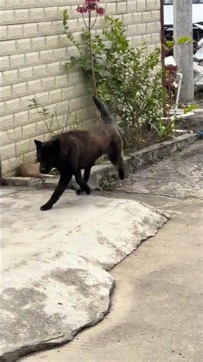 Unleash the Joy: The Real Difference Between Horses and Dogs