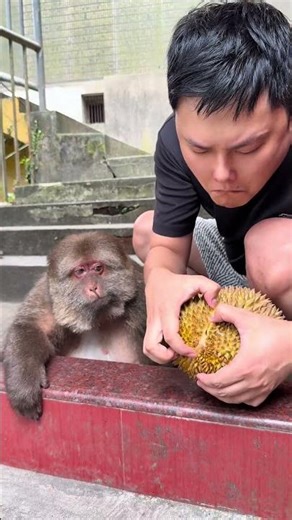 Why Not Give Me The First Bite? Star: Monkeys Who Love To Eat Durian. #Magic Animals On Douyin