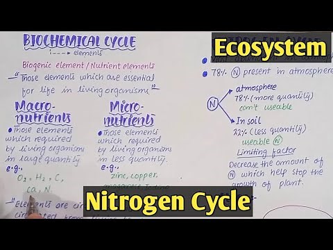 Biochemical cycle | Nitrogen Cycle | Class 12 Biology