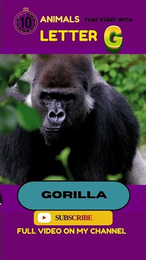 ✨ Letter G Animals Gorilla and Giraffe