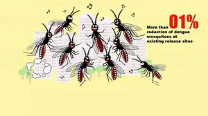 6.1K views · 67 reactions | The urban Aedes aegypti mosquito...