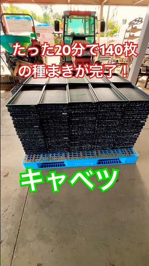 20分でキャベツ140枚の種まき完了！