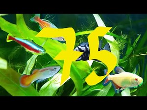 Stocking ideas for 75 gallon / 350Liter (Litre) fish tank. Fish combinations for large aquarium