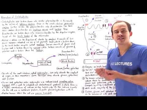 Absorption of Carbohydrates in Small Intestine