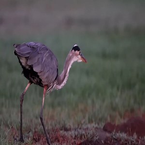 Great Blue Heron finally catches a big gopher | Million Viewer
