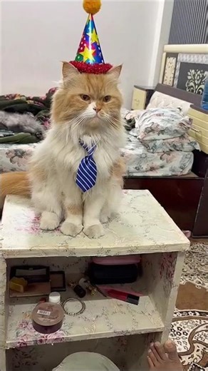 Billu comedian |#cat #goldenretreiver #funnycat #funny