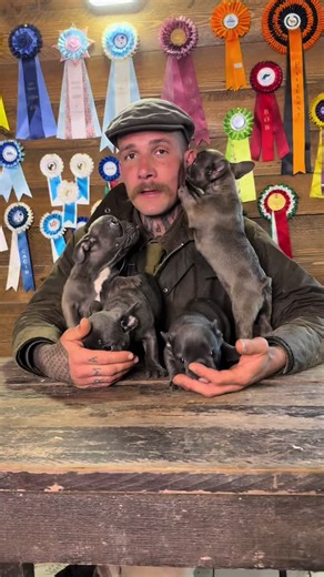 Cuccioli di Bulldog Francese al Florence Prestige