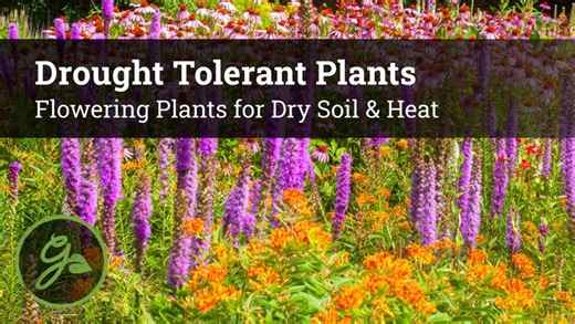 Drought tolerant plants for dry soil & high heat