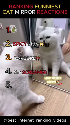 Ranking The Funniest Cat Mirror Reactions 😹😻| Cats vs Mirrors #shorts