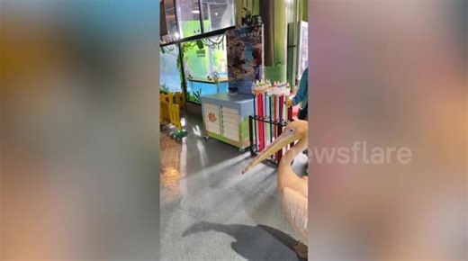 Pelican tries to "eat" little girl