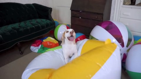 Beach Ball Birthday Surprise for Cute Dog Maymo!