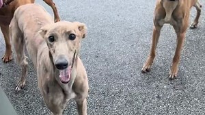 La vitesse d'un lévrier