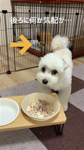 ココとモルモットのモカ #マルプー #モルモット