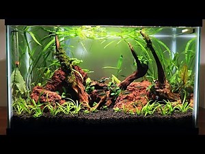 Easy Low Budget 10 Gallon Aquascape Update