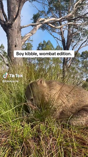 Wombat Encounters & Gains in Tasmania's Cradle Mountain