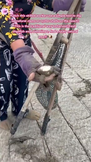 🦪 This is How They Find Natural Pearls on the Beach! #asmr #beach #fishing #shell #pearl #how #lucky