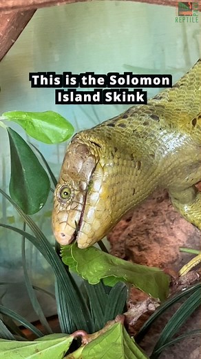 The Solomon Island skink is the world's largest skink, with nearly half its length being its prehensile tail! 🦎 This unique species can support their full body weight using just their tail and it allows them to move from branch to branch with ease | Tim Faulkner